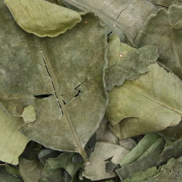 Feuilles kaffir